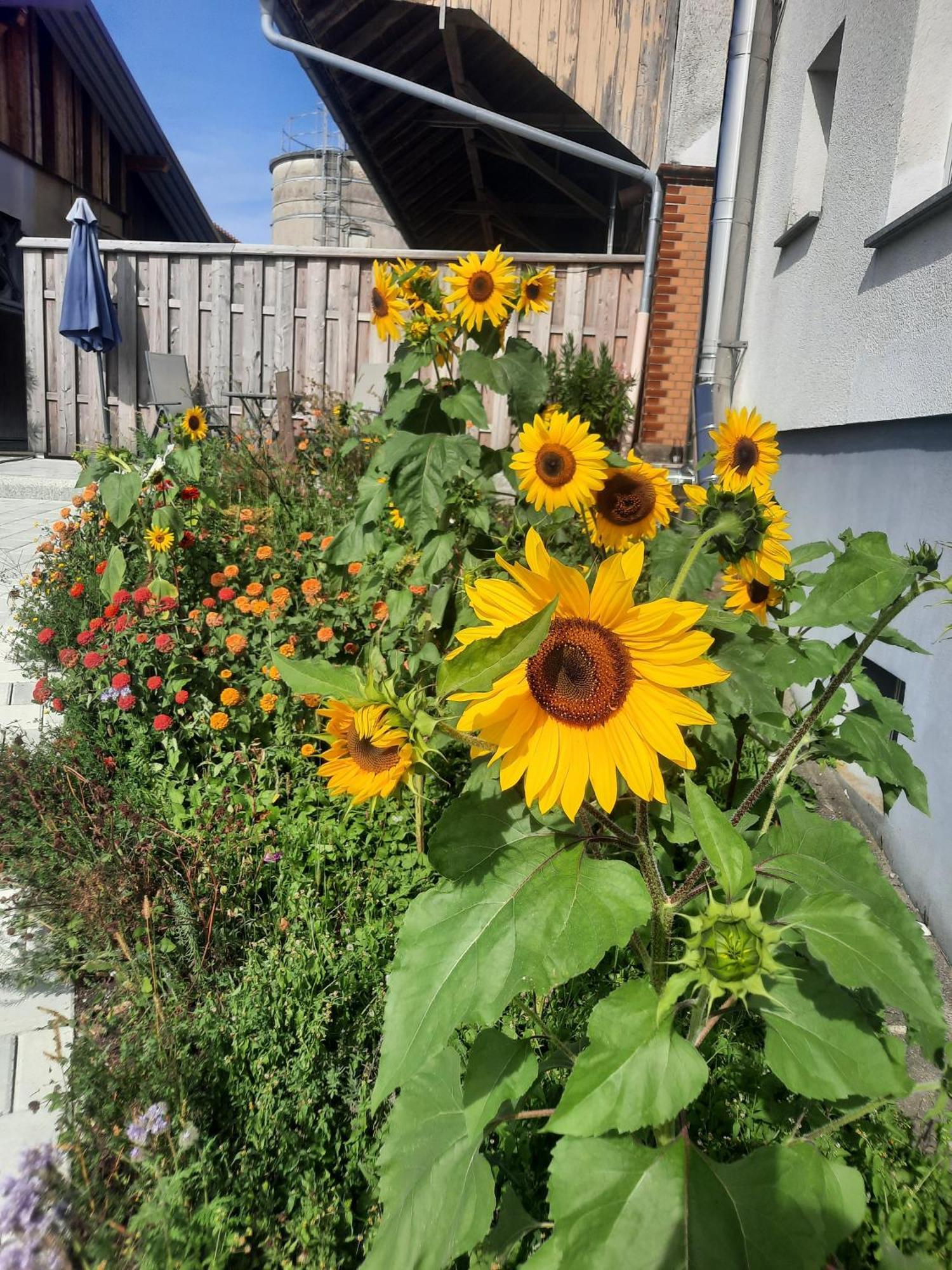 Ferienwohnung Pusteblume Neukirch  Eksteriør billede